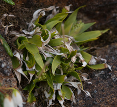 Tofieldia coccinea
