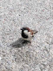 Passer domesticus