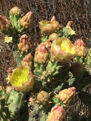 Cylindropuntia bernardina