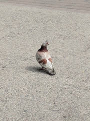 Columba livia domestica