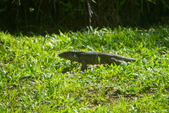 Tupinambis teguixin