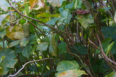 Montrichardia arborescens
