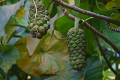 Montrichardia arborescens