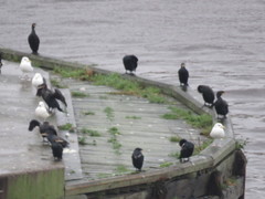 Phalacrocorax carbo