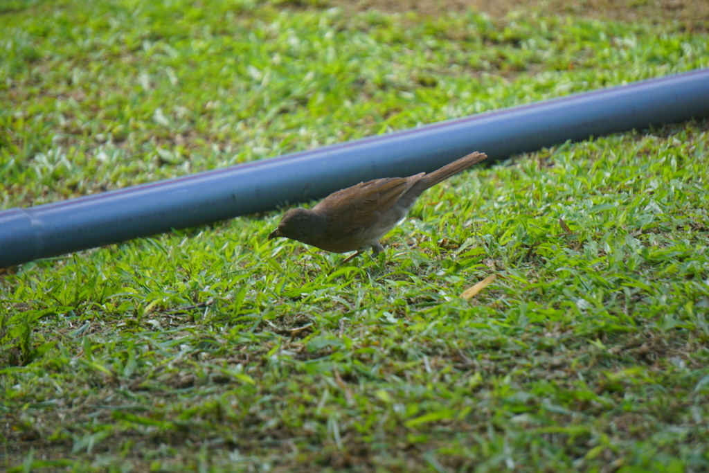 Black-billed Thrush (Campina)