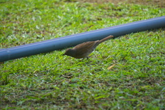 Turdus arthuri