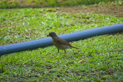 Turdus arthuri