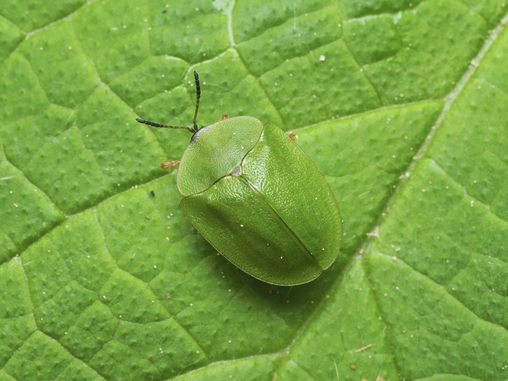 Green Tortoise Beetle