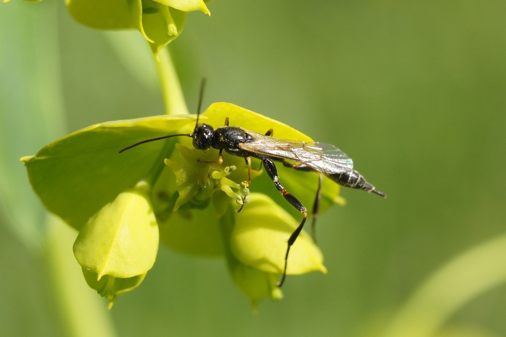 Collyria coxator