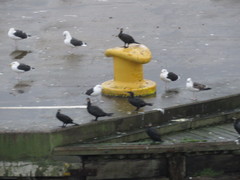 Phalacrocorax carbo