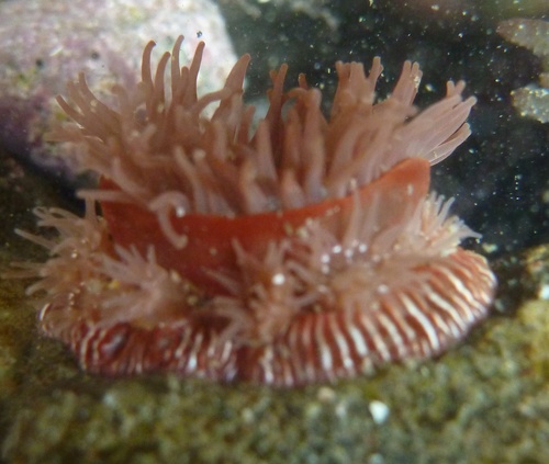 Brooding Anemone, photo 7 of 7