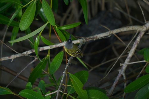 Spotted Tody-Flycatcher (Todirostrum maculatum), photo 9