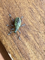 Exophthalmus jekelianus image