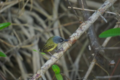 Todirostrum maculatum