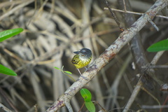 Todirostrum maculatum