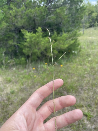 Ridgestem false foxglove (Agalinis oligophylla)