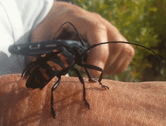 Ceroplesis capensis