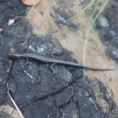 Cryptoblepharus novocaledonicus