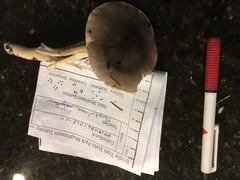 Tricholoma mutabile