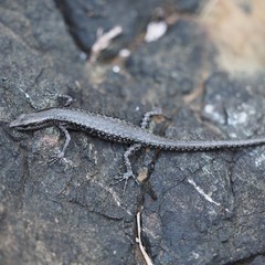 Cryptoblepharus novocaledonicus
