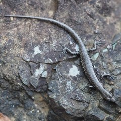 Cryptoblepharus novocaledonicus