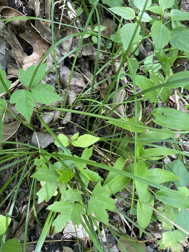 Willdenow's sedge (Carex basiantha)