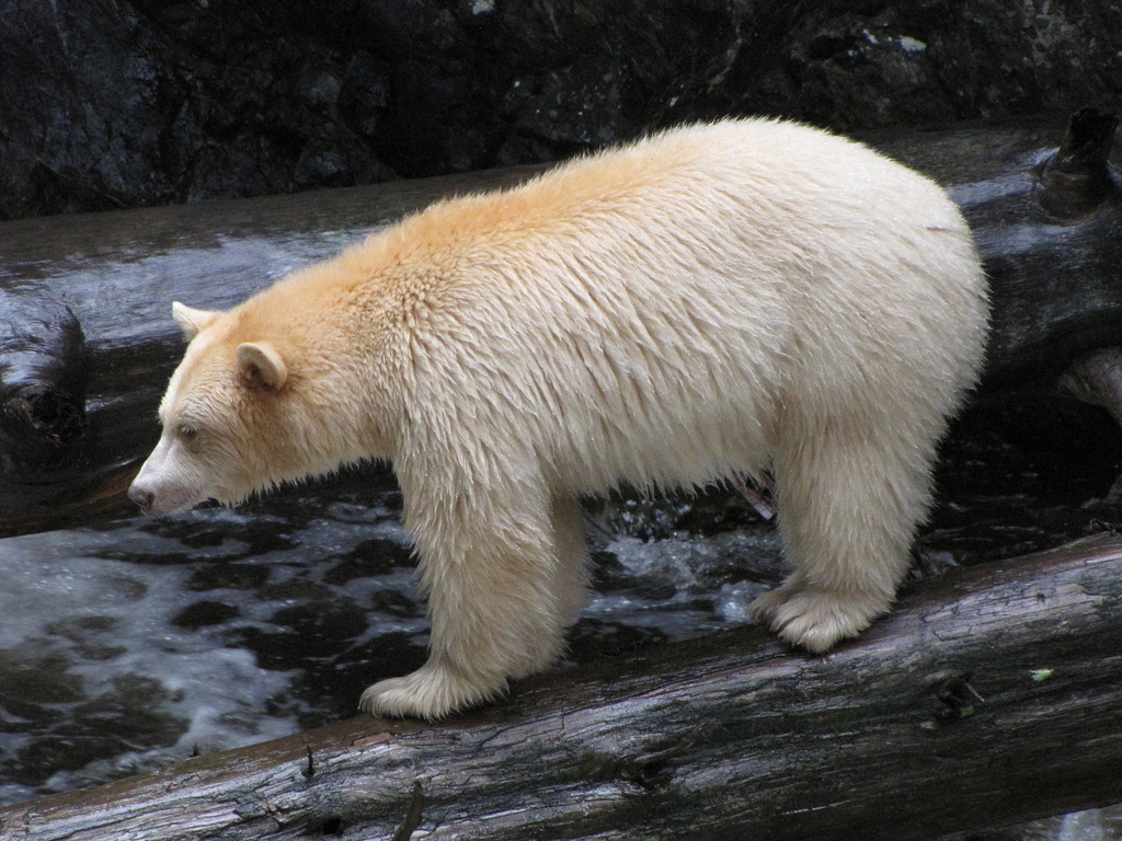 Kermode Bear (Bears of North America) · iNaturalist