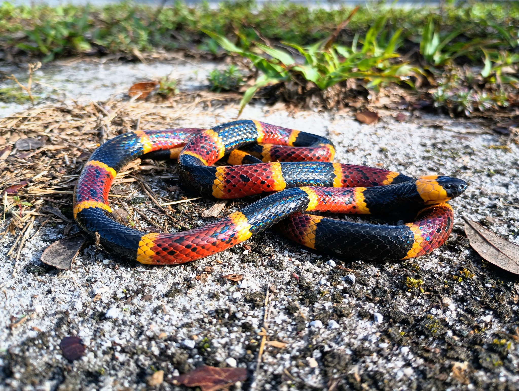 Scarlet Kingsnake – Florida Snake ID Guide