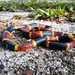 Serpiente Coralillo del Noreste - Photo no hay derechos reservados, subido por Daniel Estabrooks