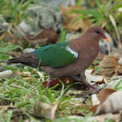 Pacific Emerald Dove photo 4