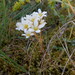 Mossy Saxifrage - Photo (c) Karen Fry, some rights reserved (CC BY), uploaded by Karen Fry