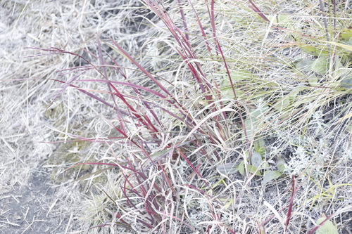 Image of Andropogon appendiculatus by (c) Tony Rebelo, some rights reserved (CC BY-SA)