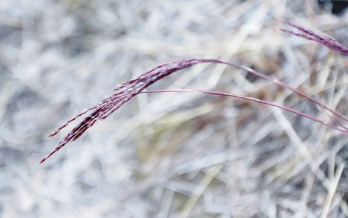 Image of Andropogon appendiculatus by (c) Tony Rebelo, some rights reserved (CC BY-SA)