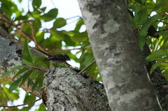 Zosterops xanthochroa