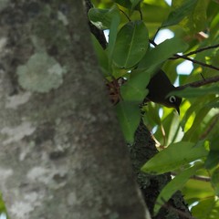 Zosterops xanthochroa