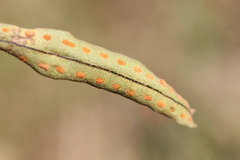 Pleopeltis polylepis