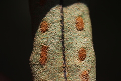 Pleopeltis polylepis