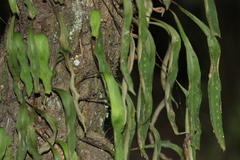 Pleopeltis polylepis