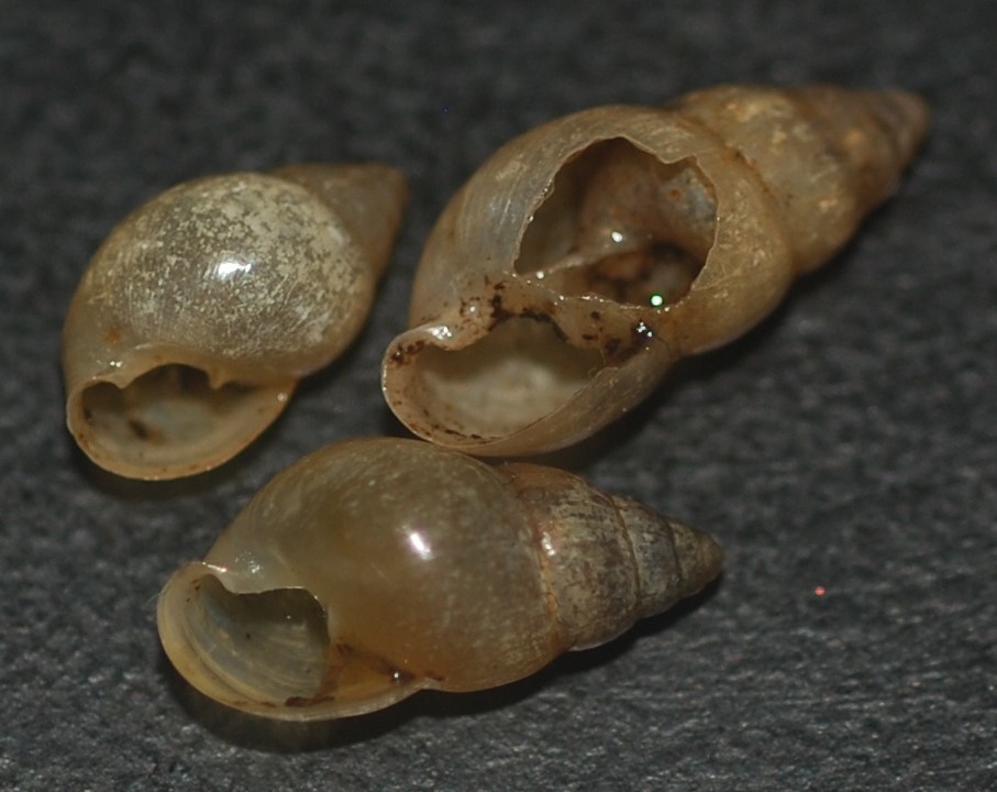 Leptinaria