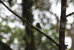 Myiotriccus ornatus