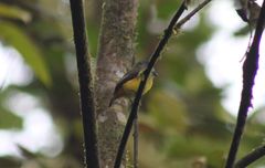Myiotriccus ornatus