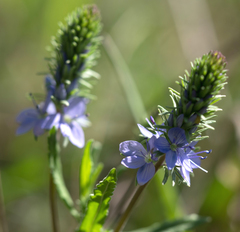 Veronica prostrata