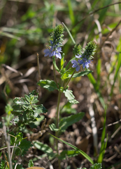 Veronica prostrata