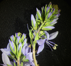 Veronica prostrata