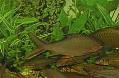 Barbonymus schwanefeldii