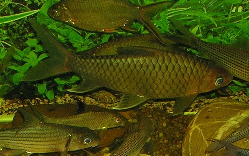 Hypsibarbus wetmorei