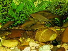 Labiobarbus leptocheilus