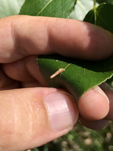 Cherry casebearer photo 5