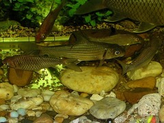 Ikan Temoleh photo 5