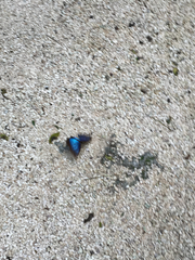 Morpho helenor montezuma